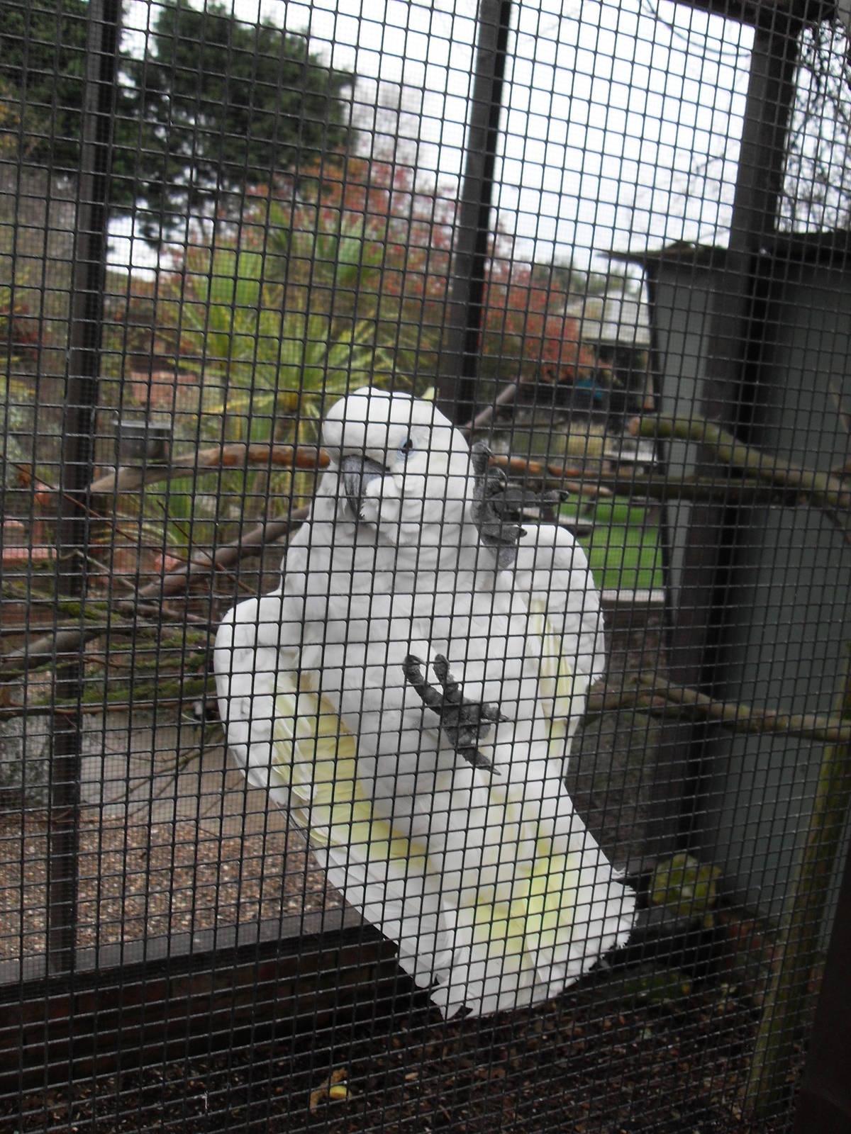 Cockatoo at The Seal Sanctuary Mablethorpe