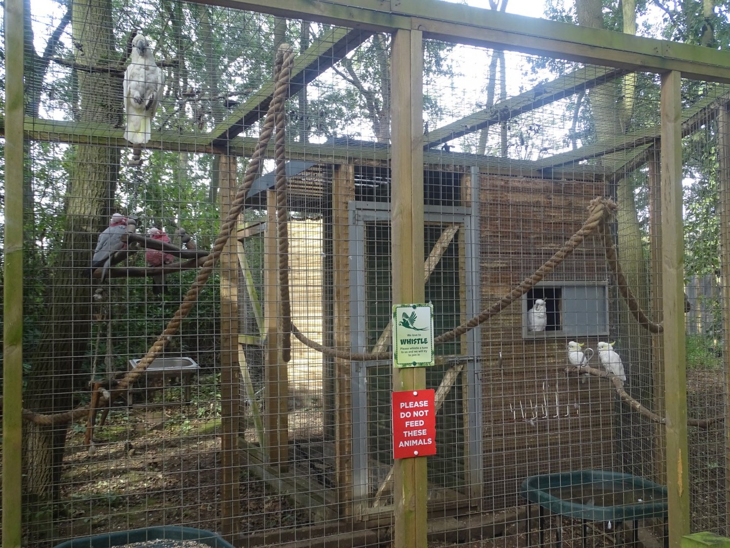 Cockatoo aviary, 16th October 2023