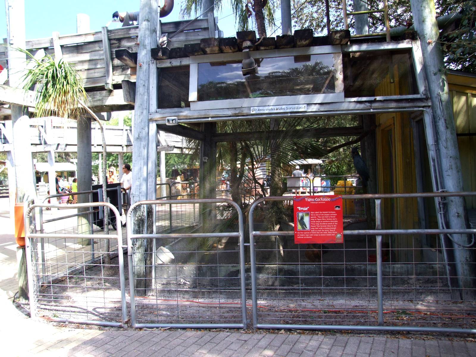 Cockatoo Aviary at Lowry Park, 13/10/13