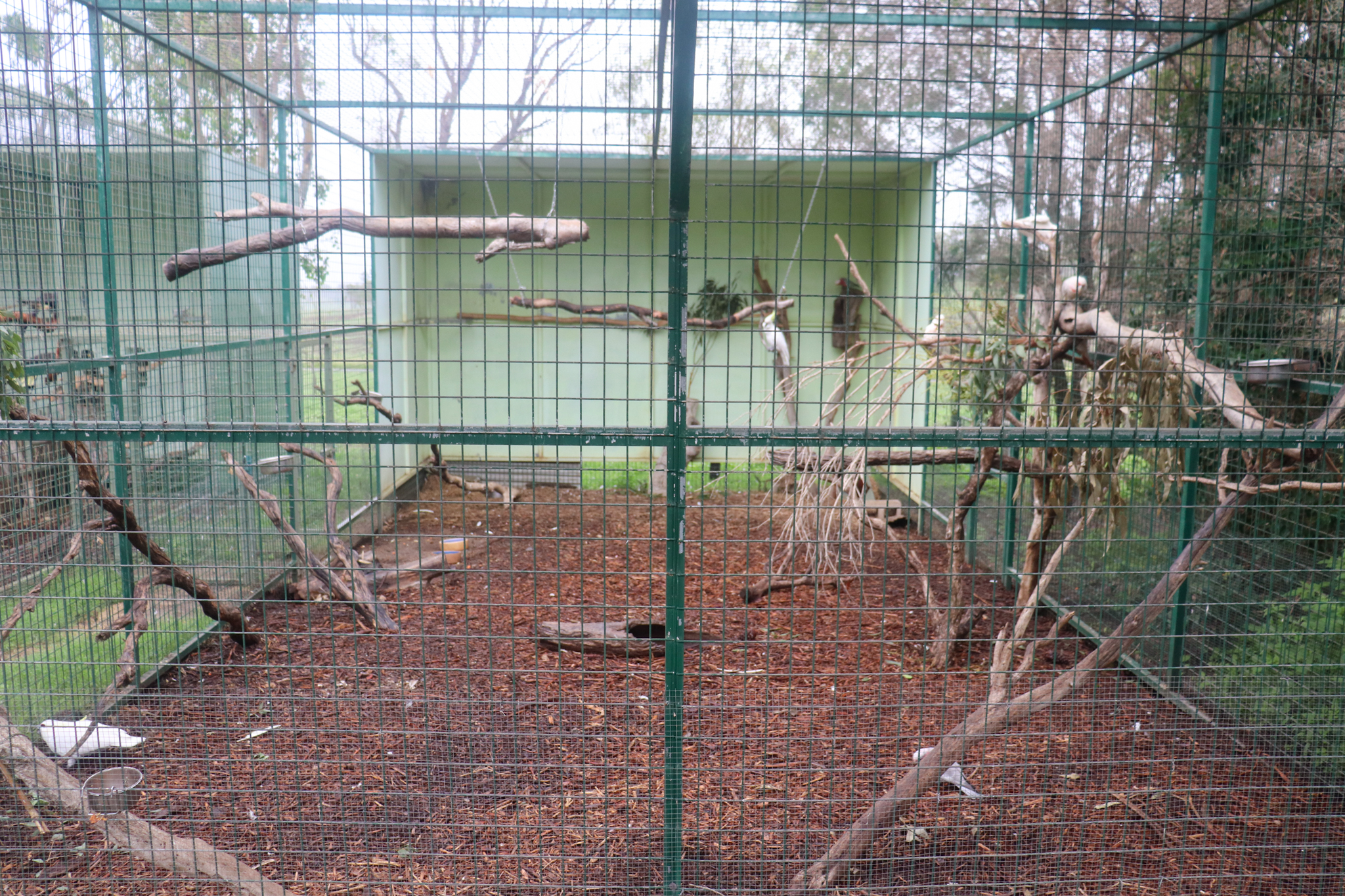 Cockatoo Aviary - February 2020