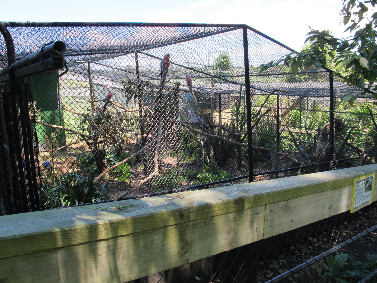 Cockatoo Aviary - Franklin Zoo
