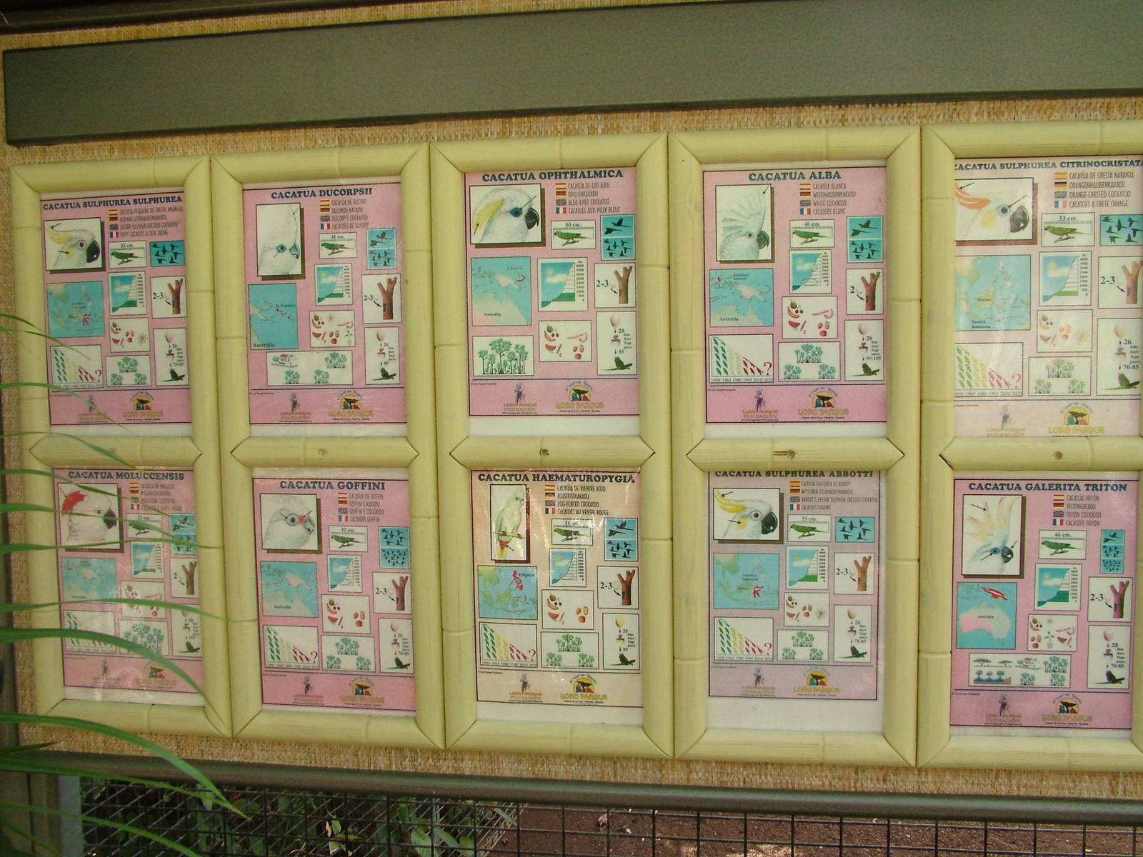 Cockatoo Aviary labels at Loro Parque, 08/11/10