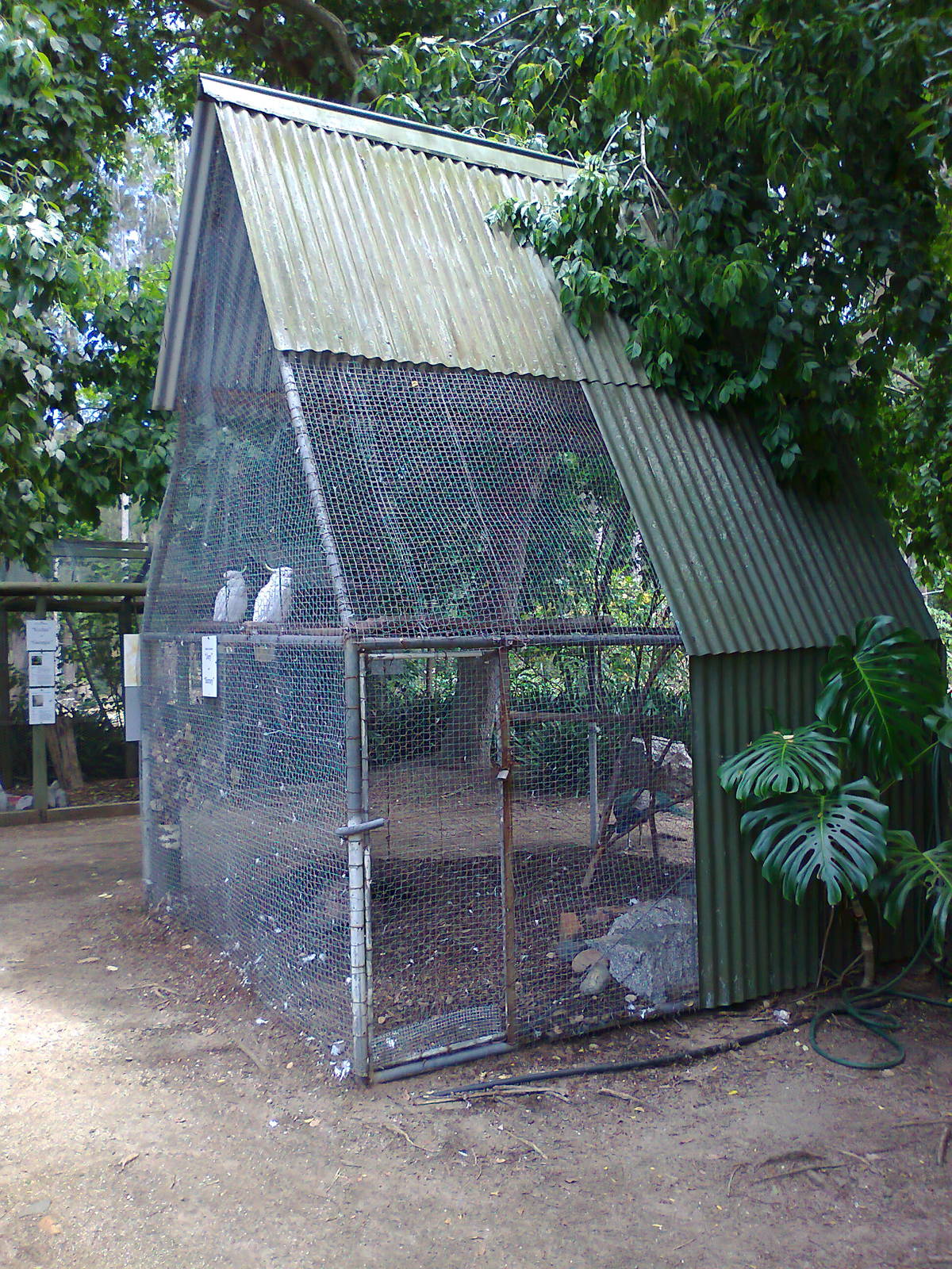 Cockatoo aviary