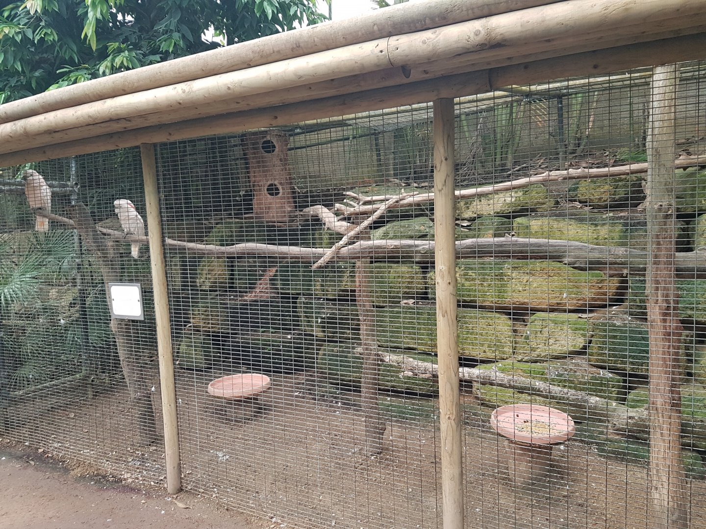 Cockatoo-aviary