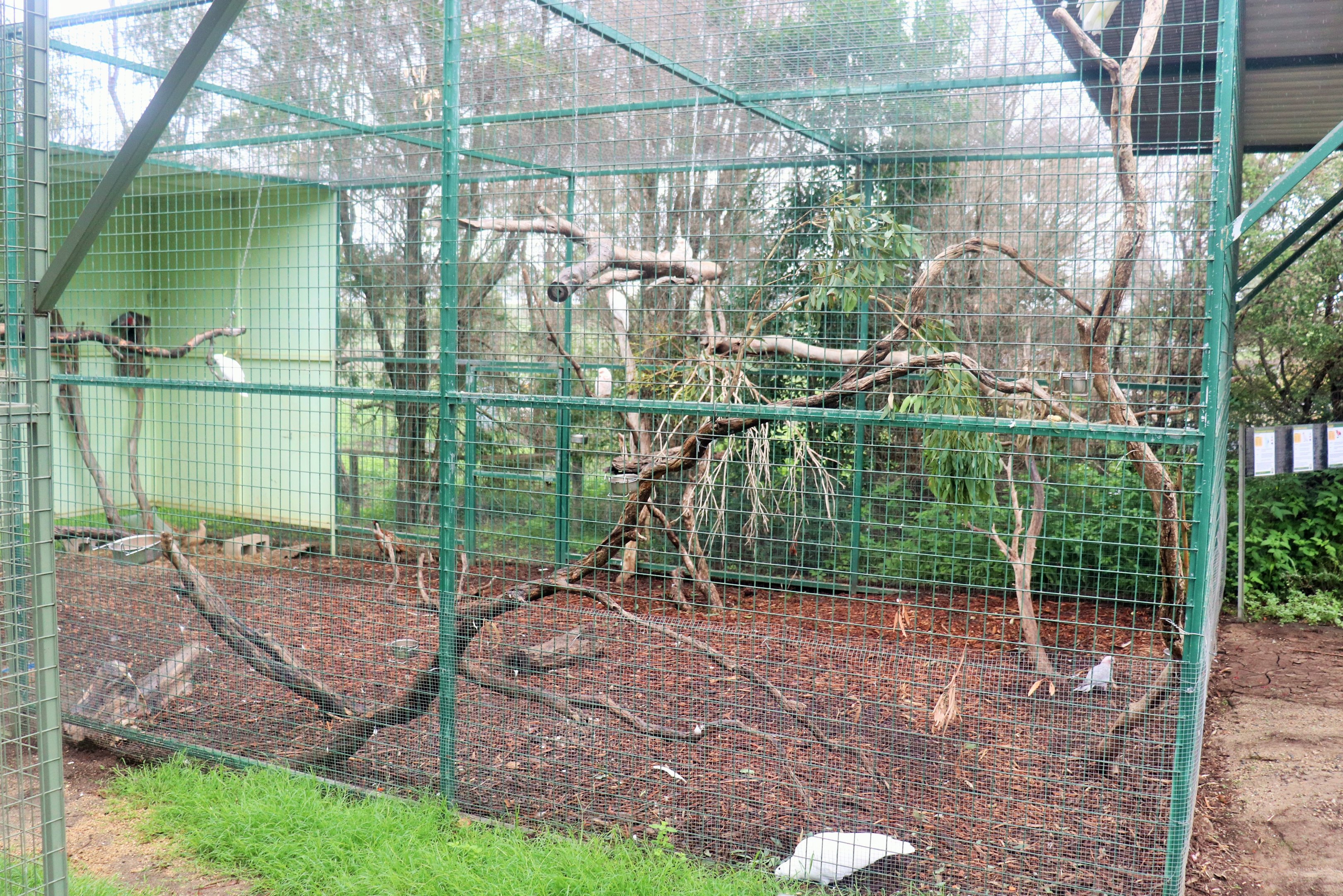 Cockatoo Aviary