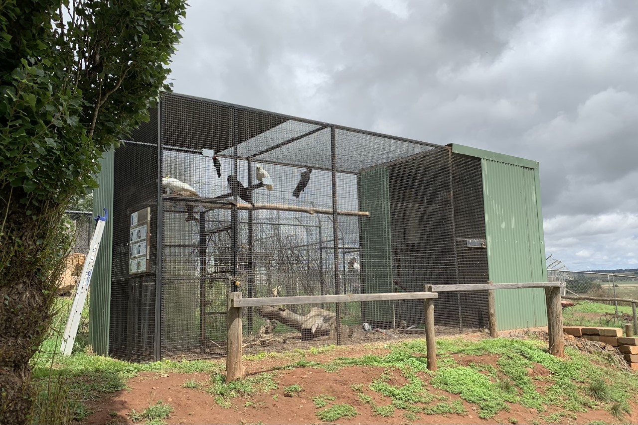 Cockatoo Aviary
