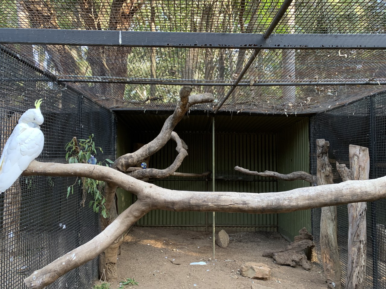 Cockatoo Aviary