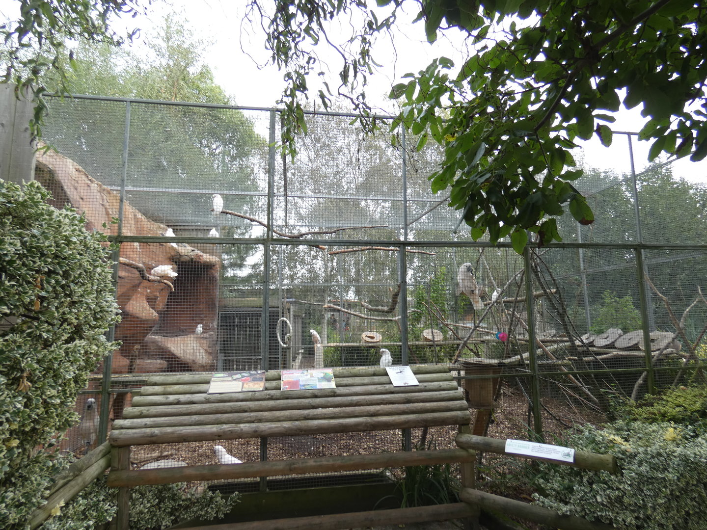 Cockatoo aviary