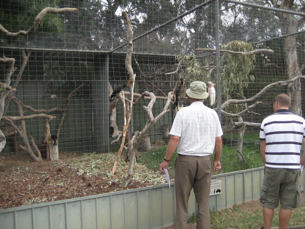 Cockatoo aviary