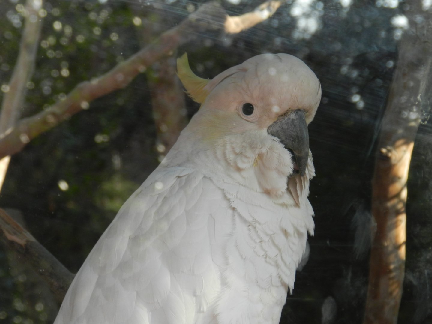 Cockatoo - Buin zoo