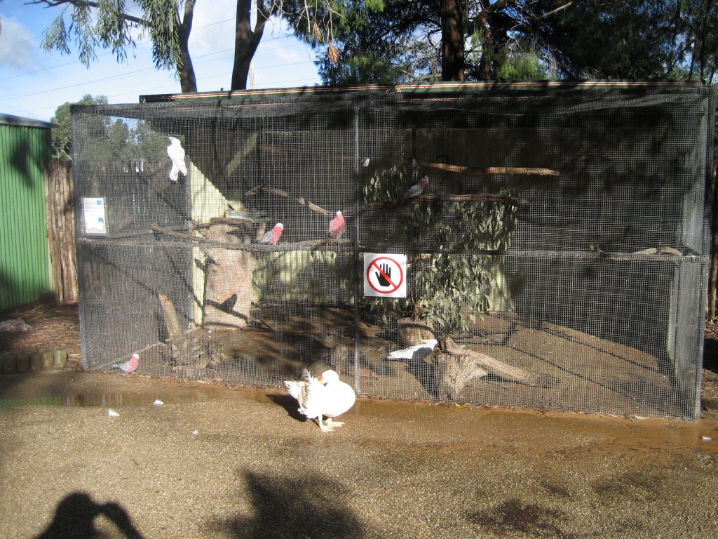 Cockatoo Cage