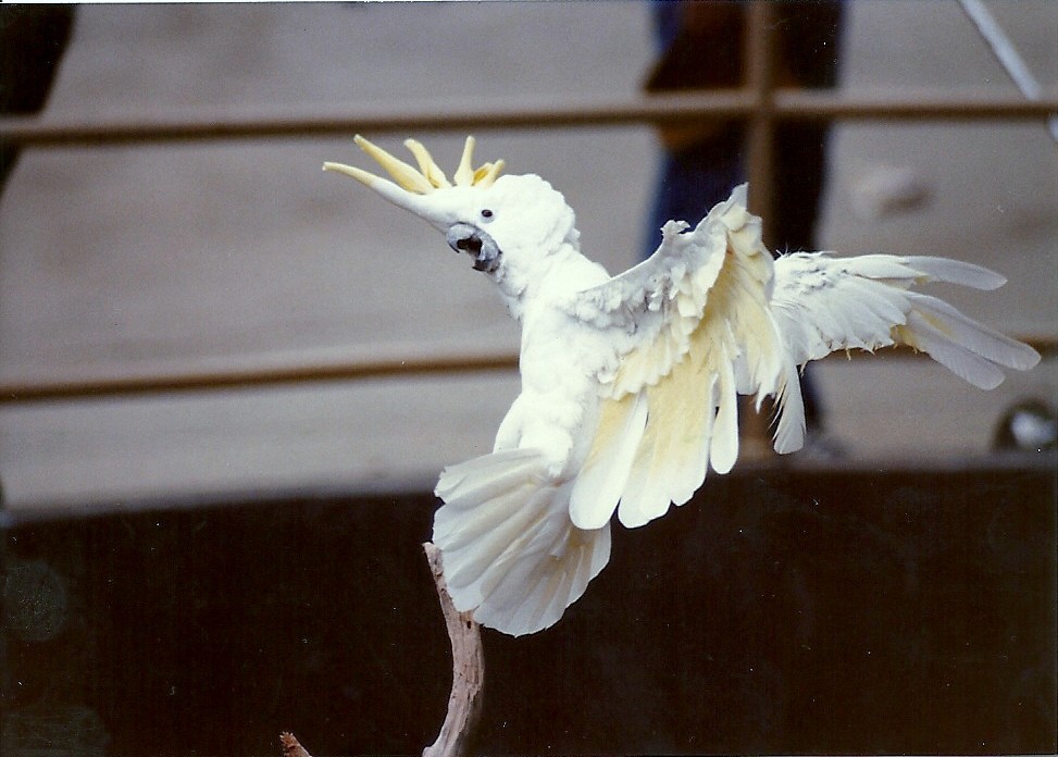 Cockatoo - Circa 1980