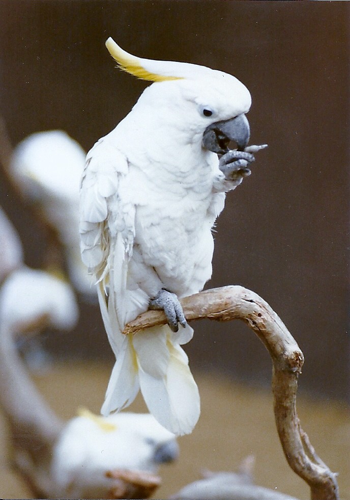 Cockatoo - Circa 1980