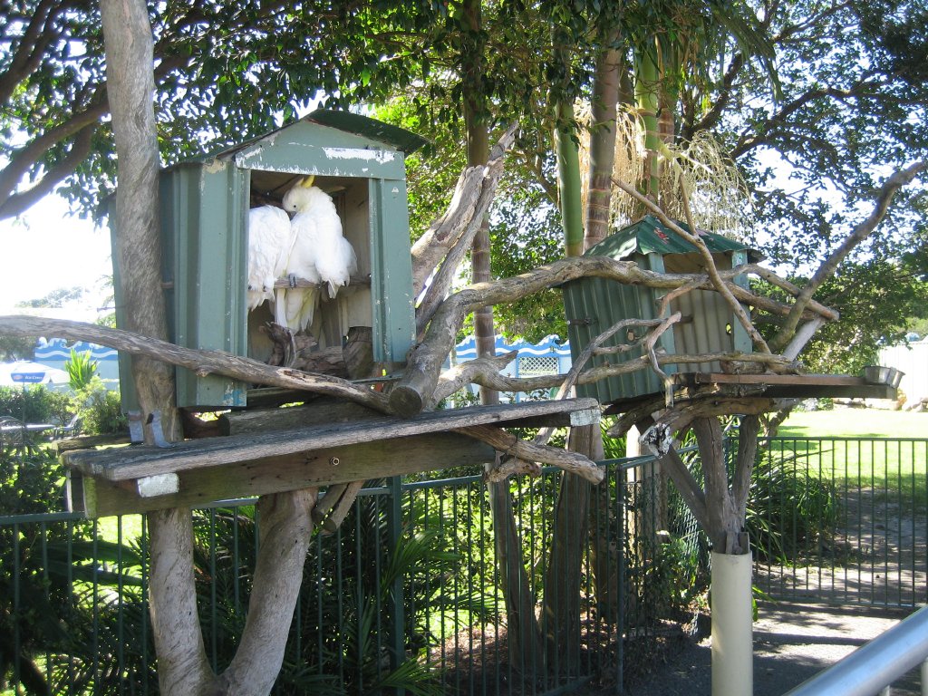 Cockatoo display