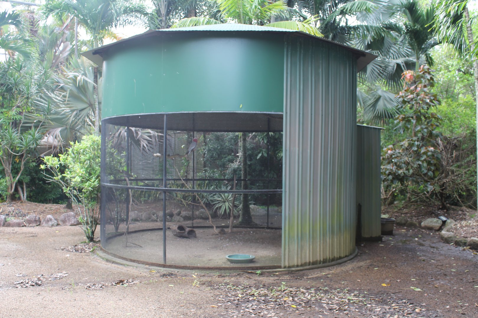 Cockatoo/Dove enclosure