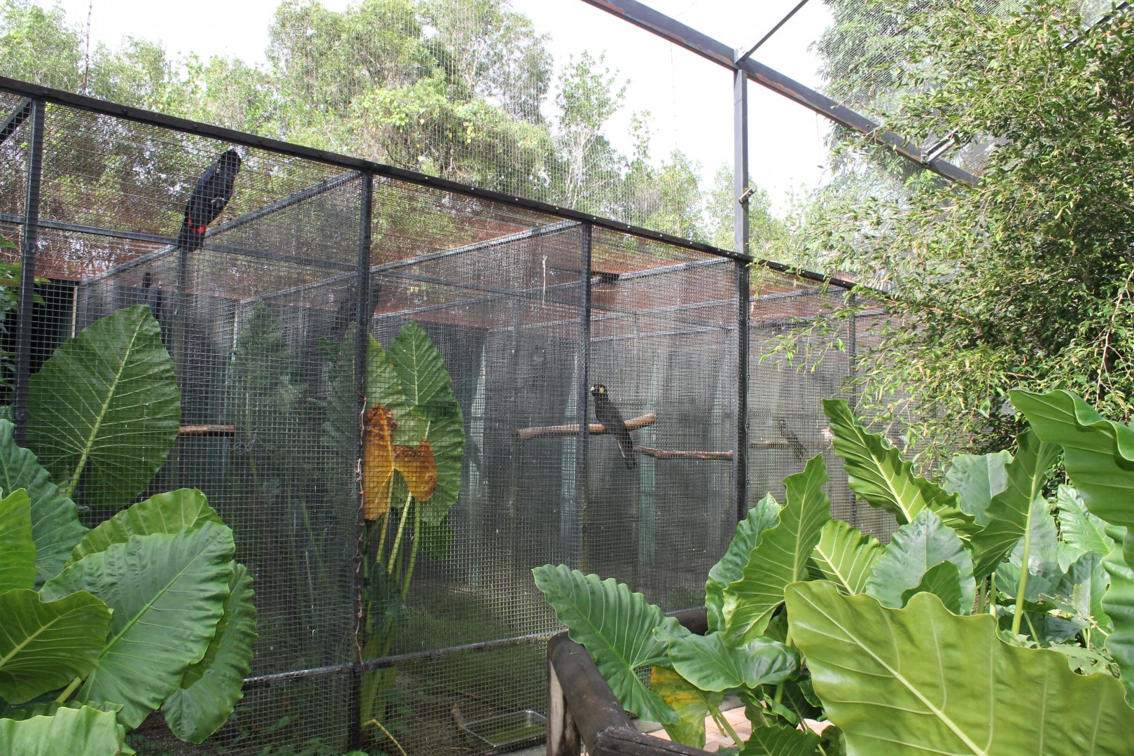 Cockatoo enclosures