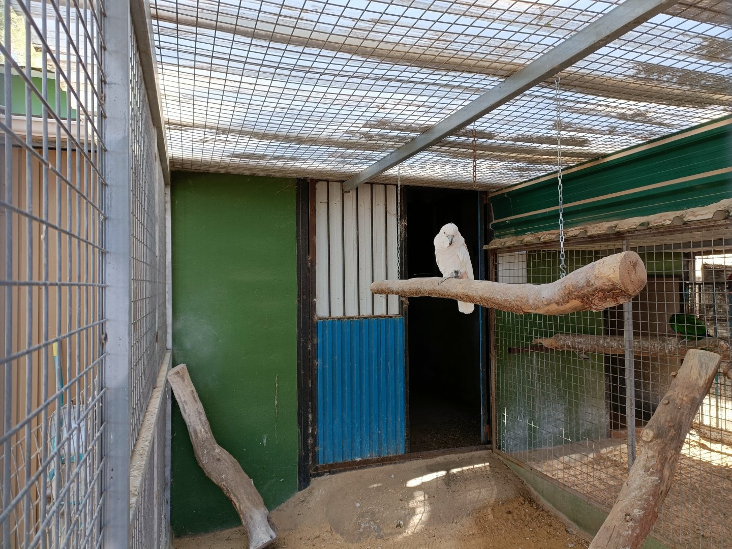 Cockatoo exhibit - Bioparque La Rocha