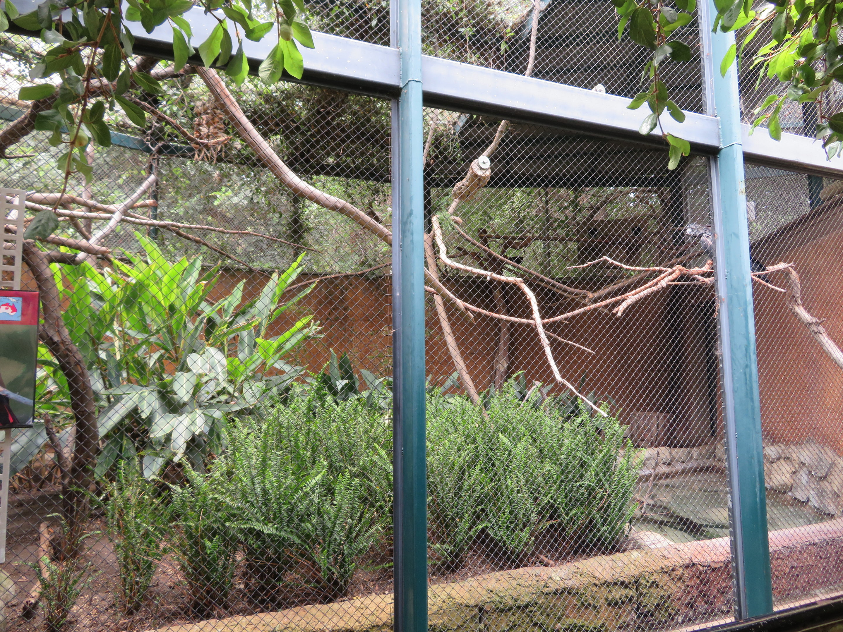 Cockatoo Exhibit