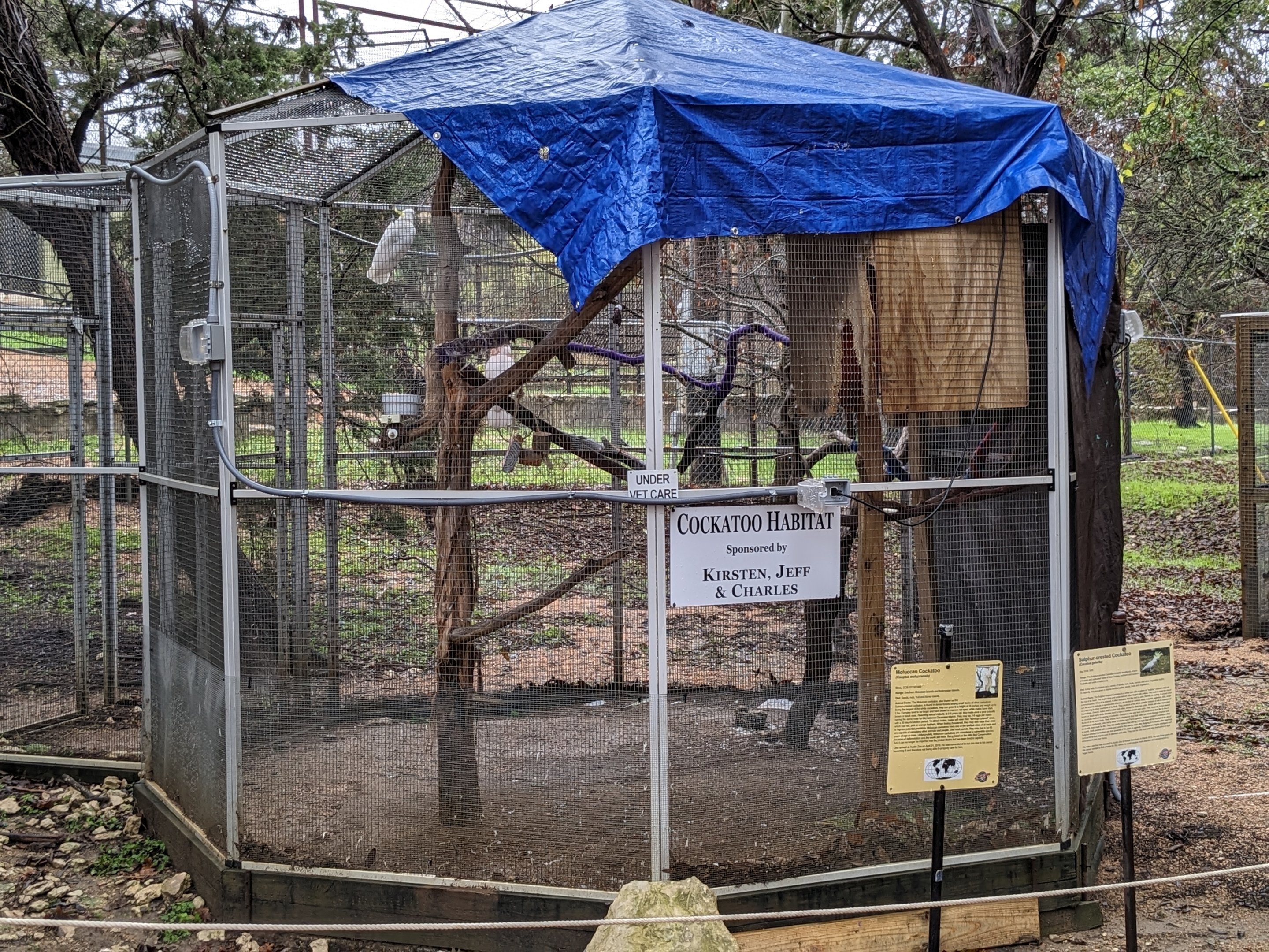 Cockatoo "habitat"