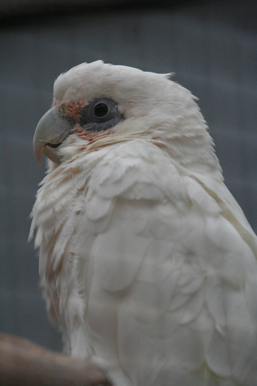 Cockatoo ID please?