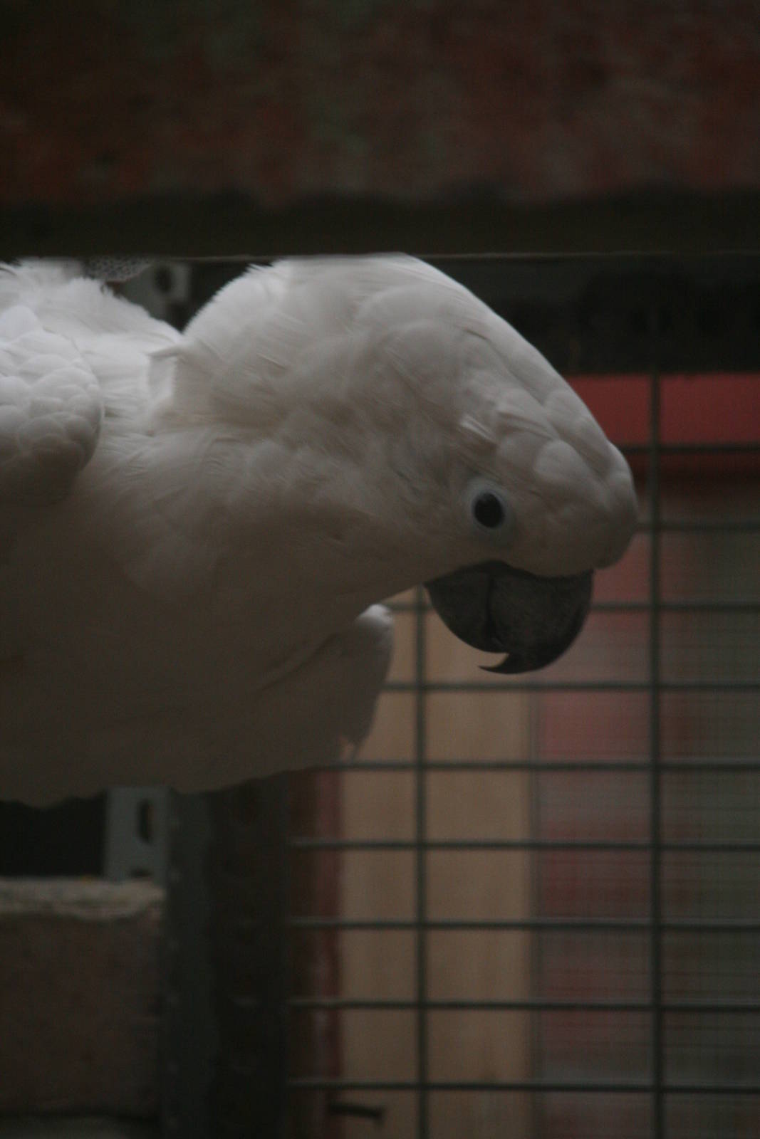 Cockatoo ID Please?