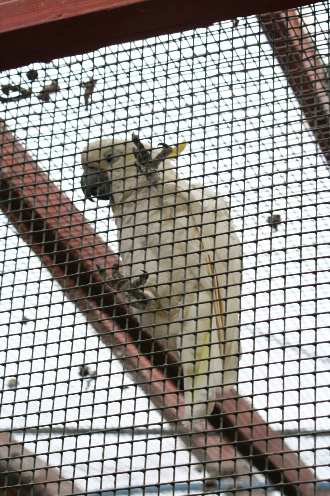 Cockatoo ID Please?