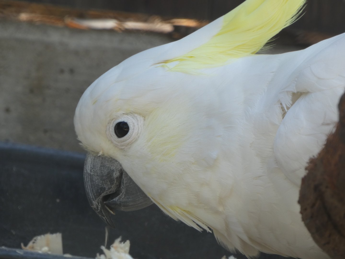 Cockatoo ID? - Santa Barbara Zoo