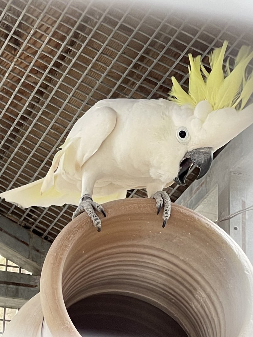 Cockatoo ID?
