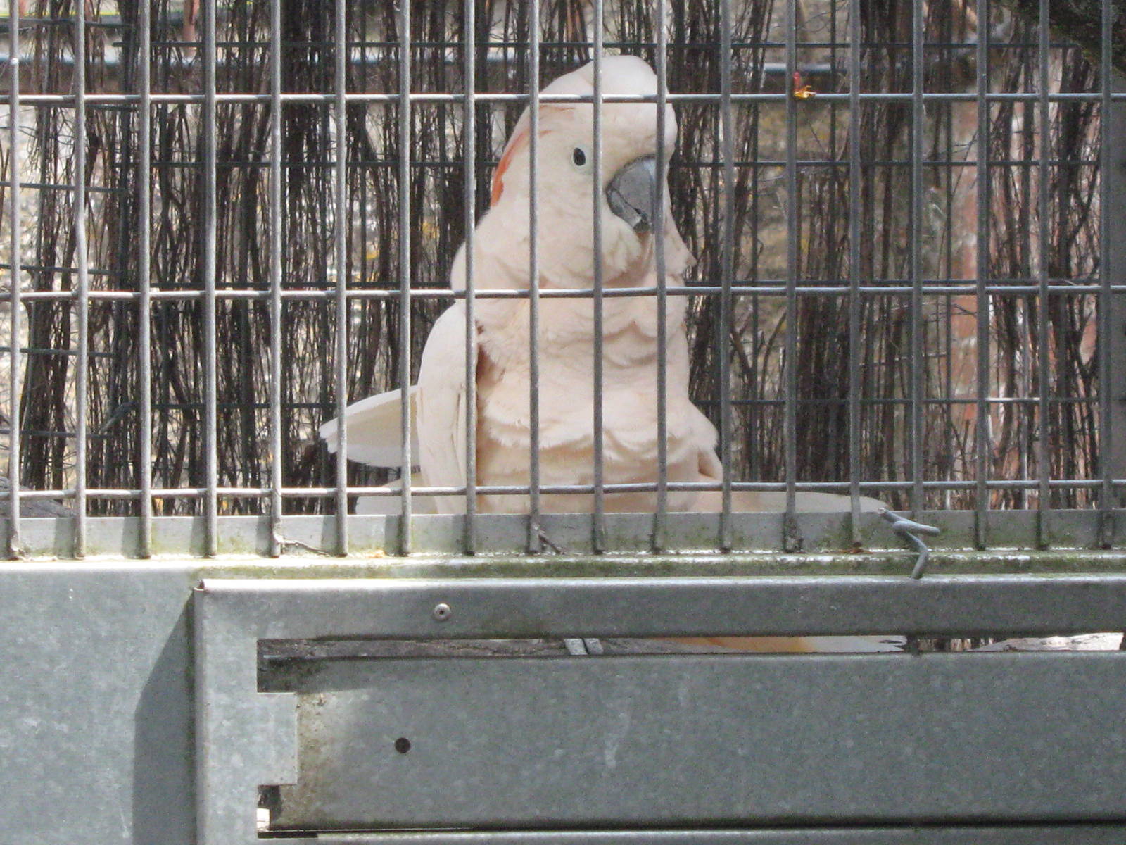 Cockatoo in a cage 5.7.09