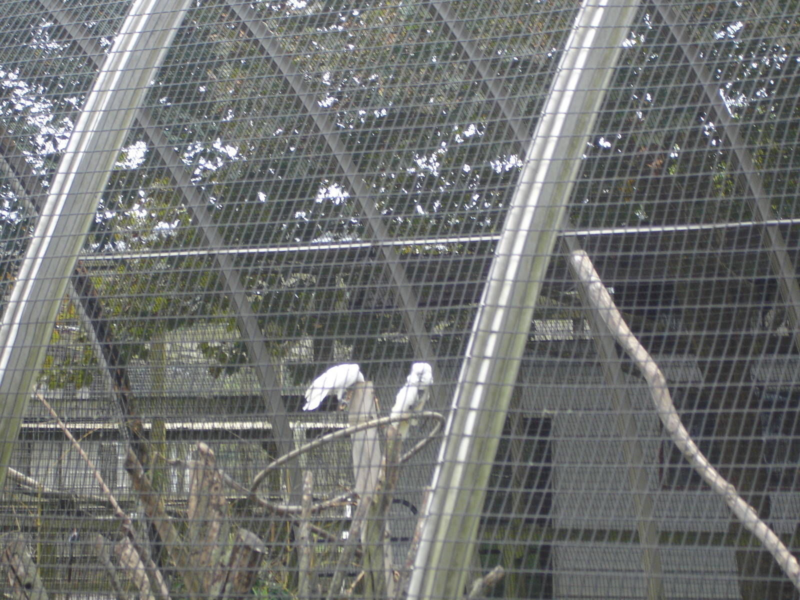 Cockatoo in aviary
