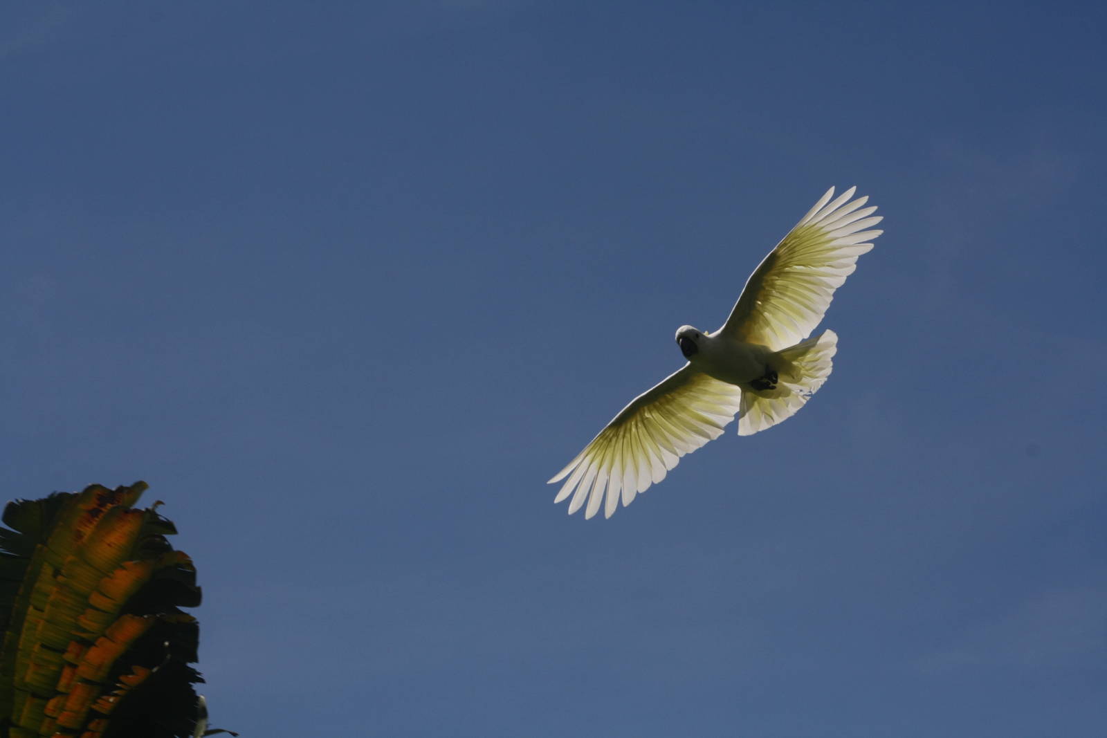 Cockatoo in flight - 2015