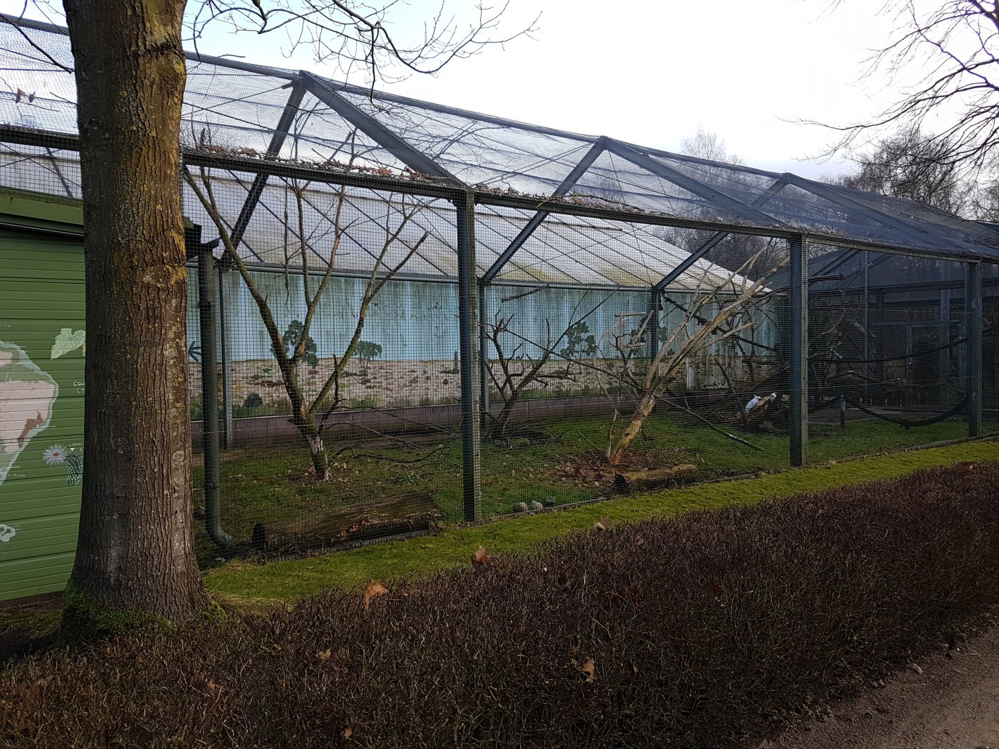 Cockatoo - Macaw aviary