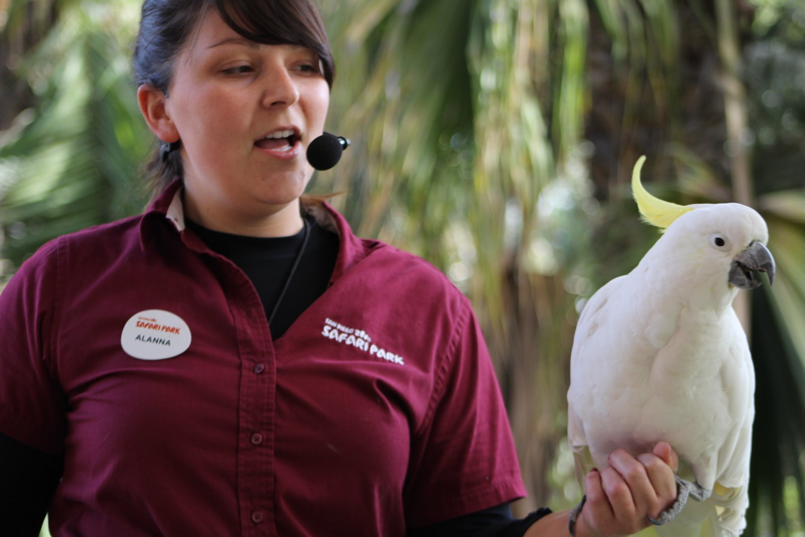 Cockatoo Presentation