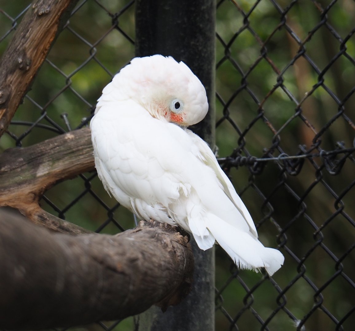 Cockatoo species Mondo Verde 2