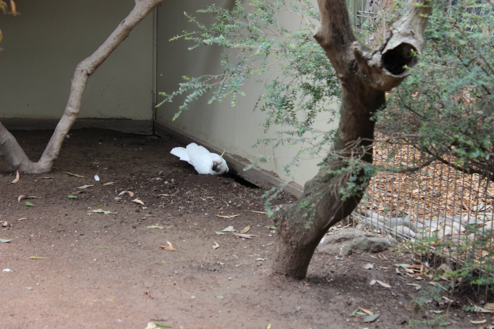 Cockatoo Trying to Make an Escape