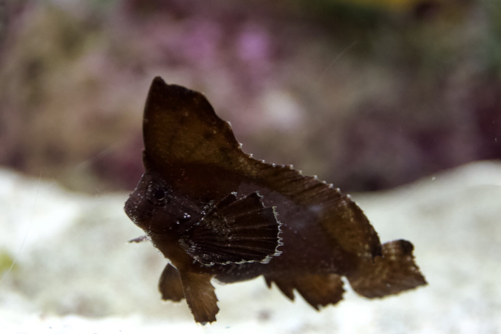 Cockatoo Waspfish/ Ablabys taenianotus