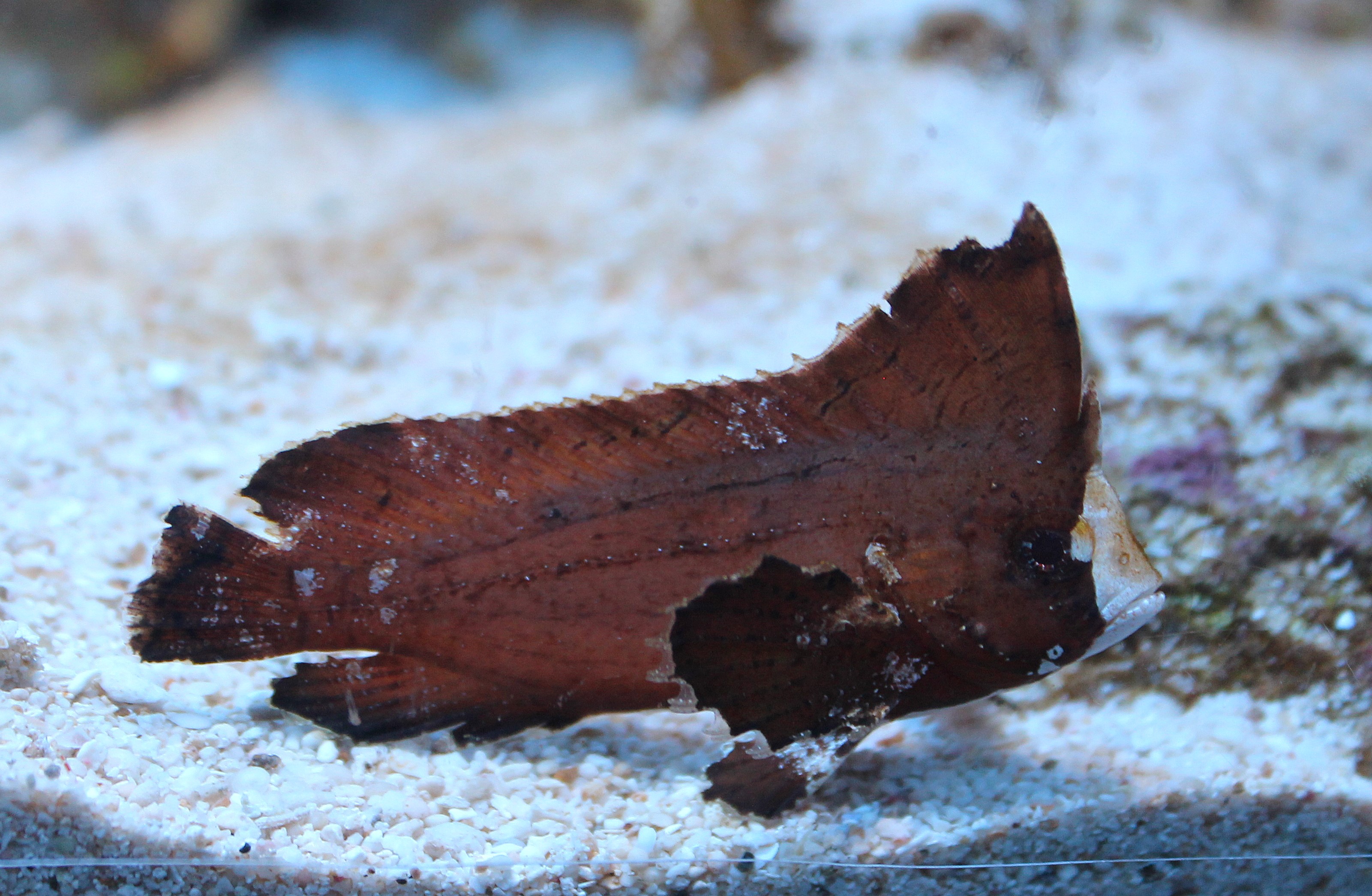Cockatoo Waspfish (Ablabys taenianotus)