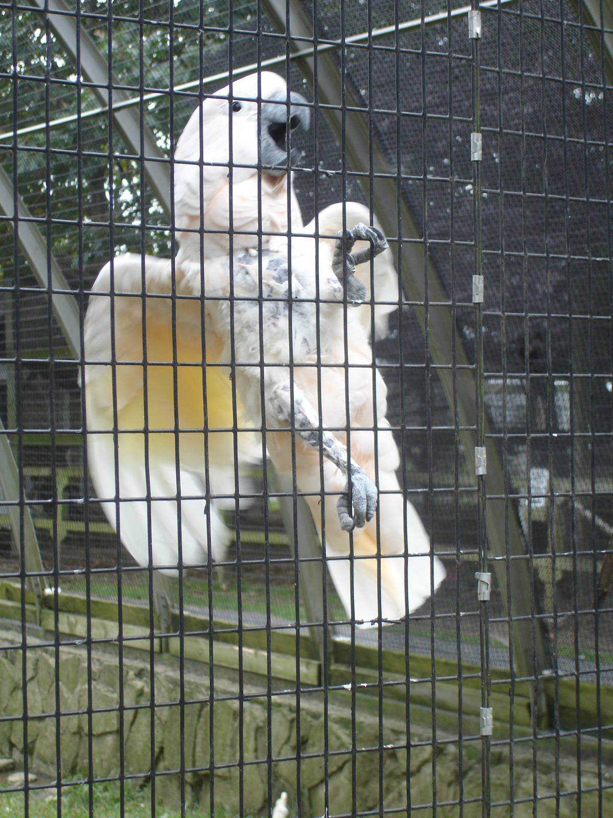 Cockatoo