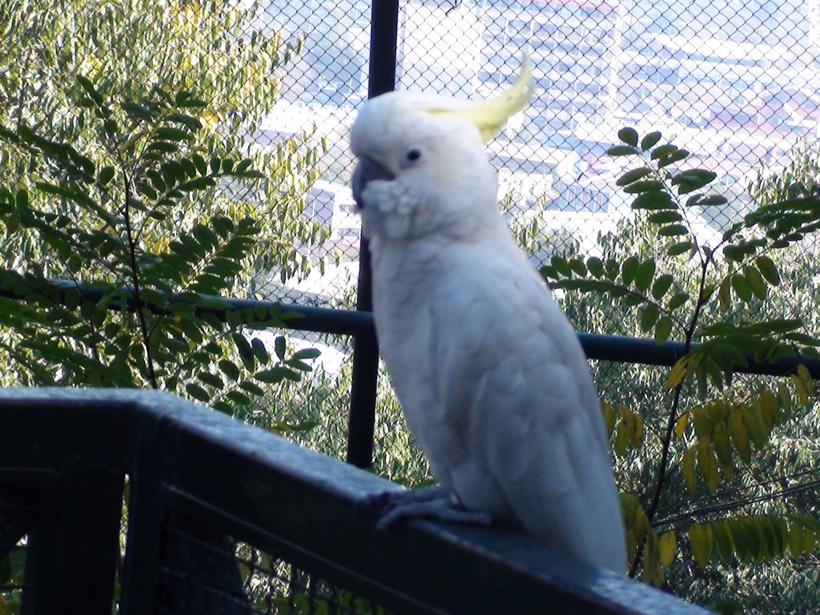 Cockatoo