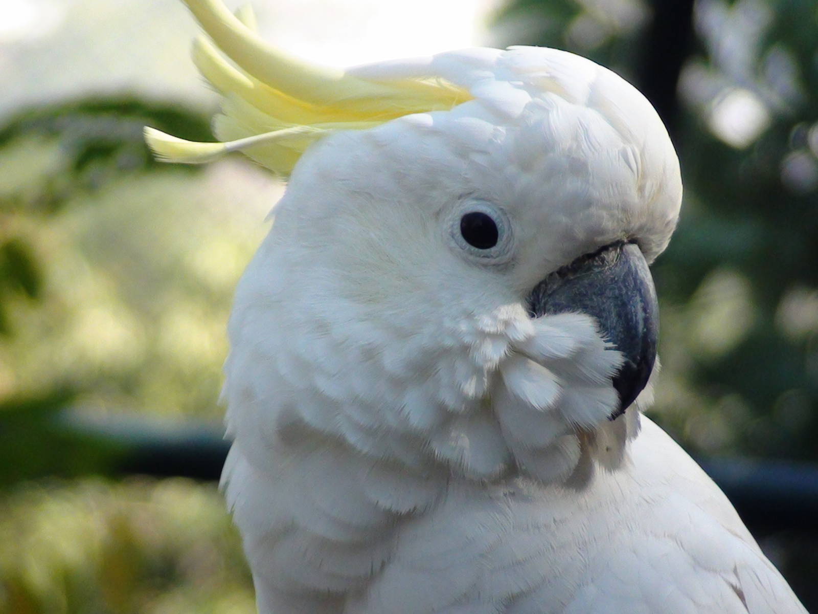 Cockatoo