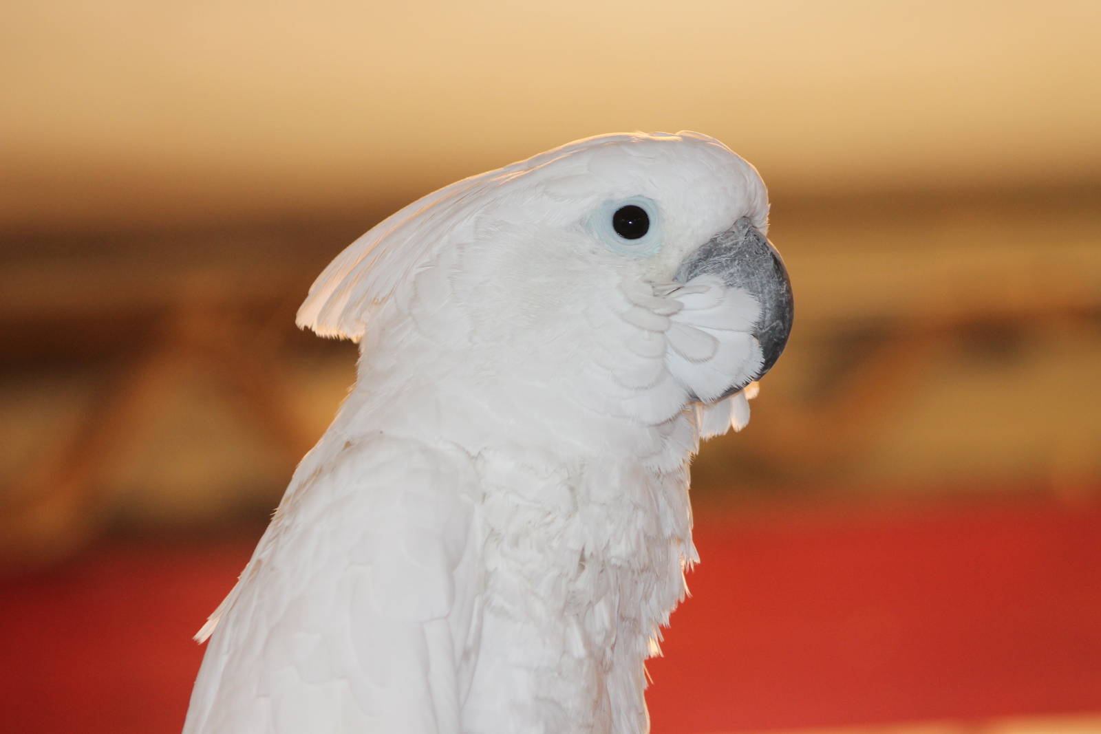 cockatoo