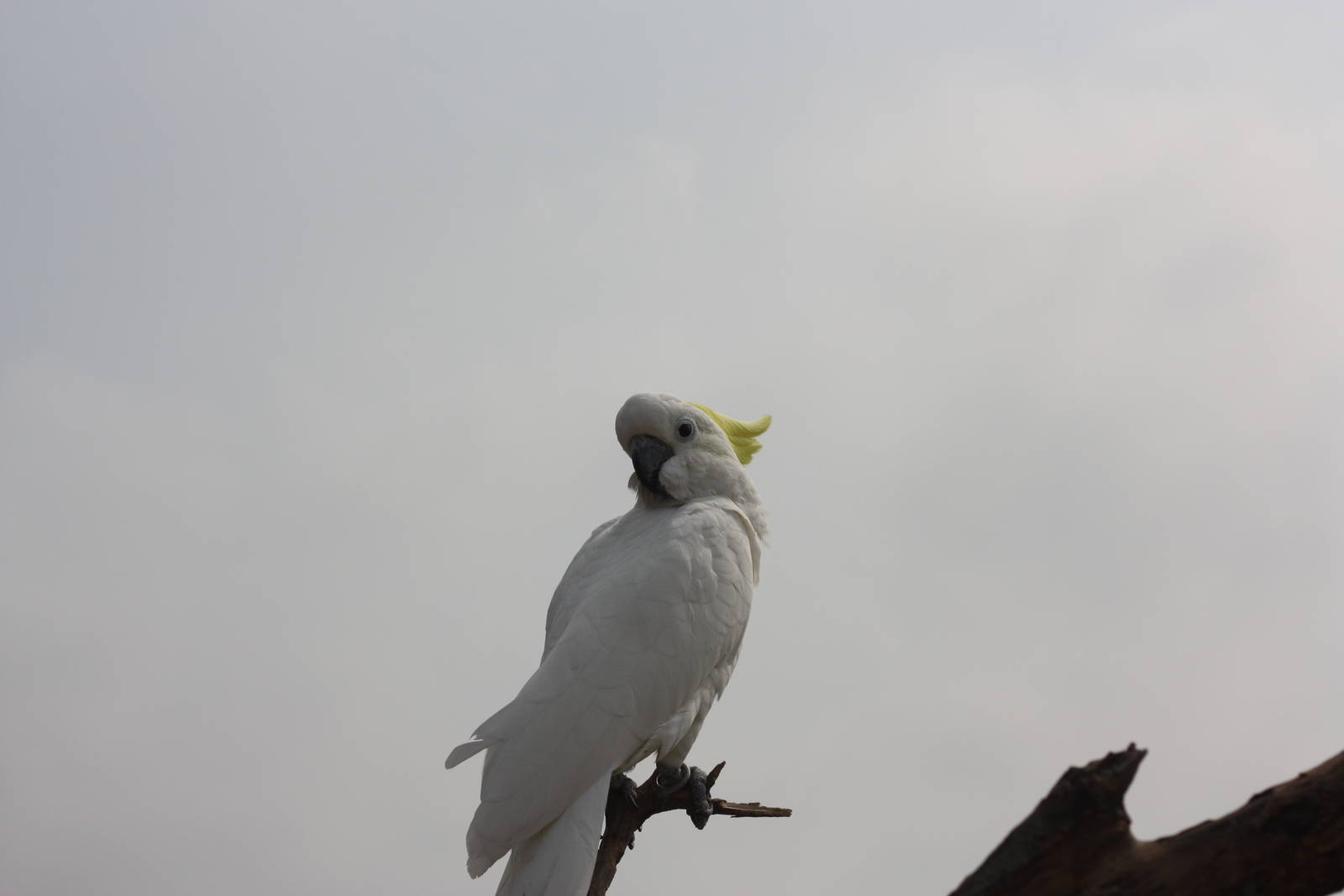Cockatoo