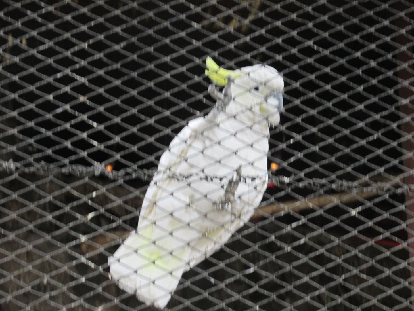 cockatoo