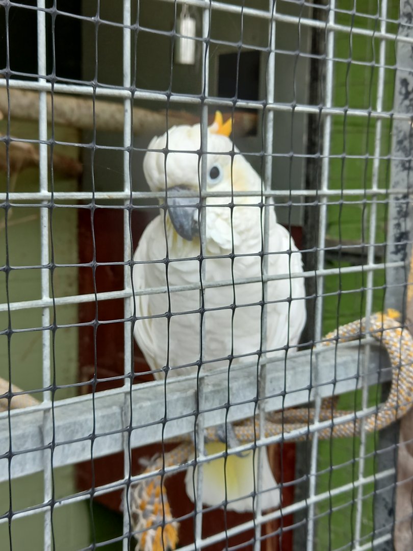 Cockatoo