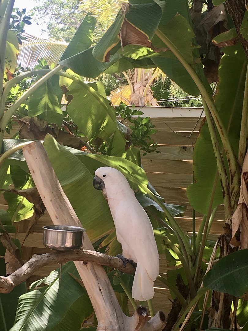 Cockatoo