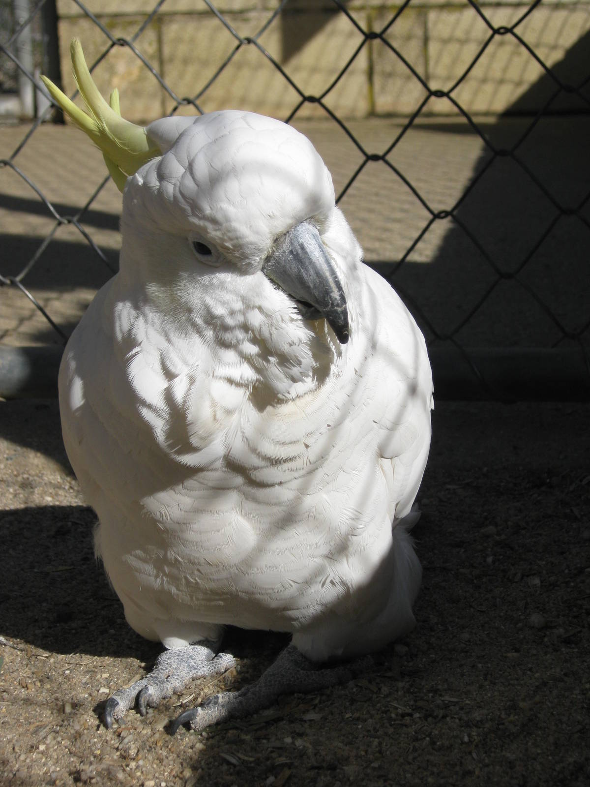 Cockatoo