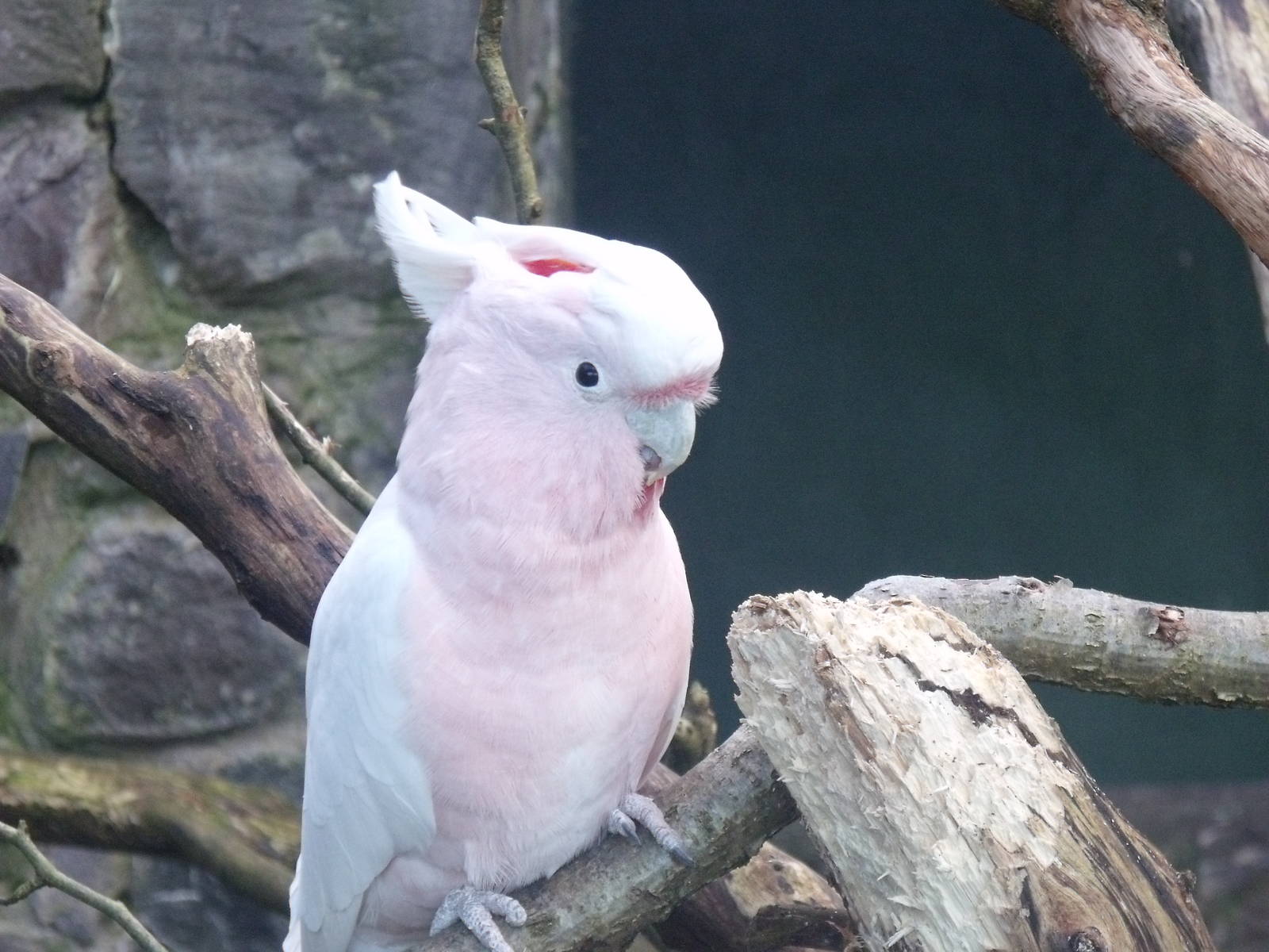 Cockatoo
