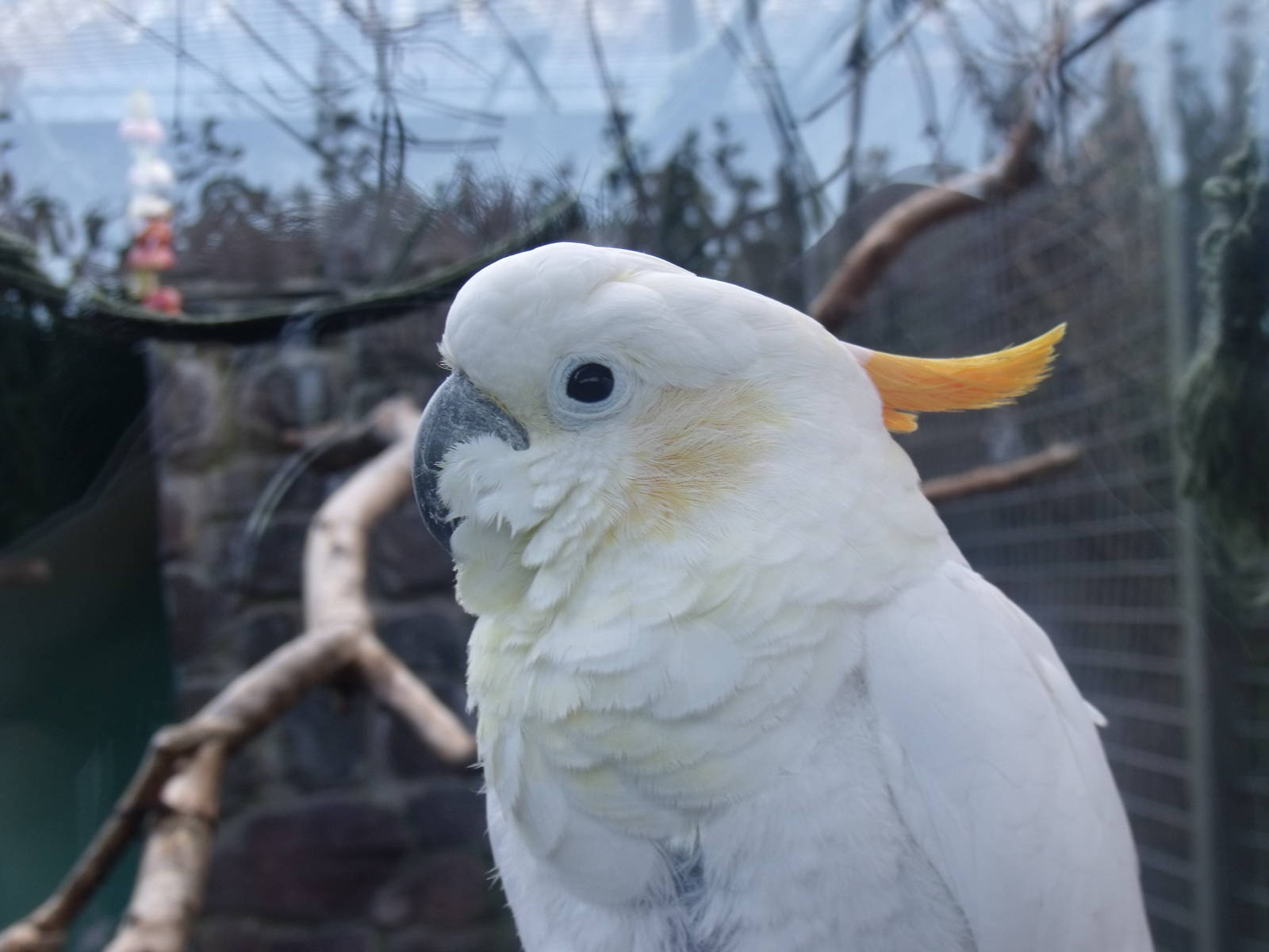 Cockatoo