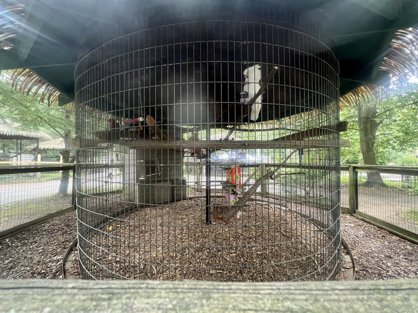 Cockatoos and Parrots