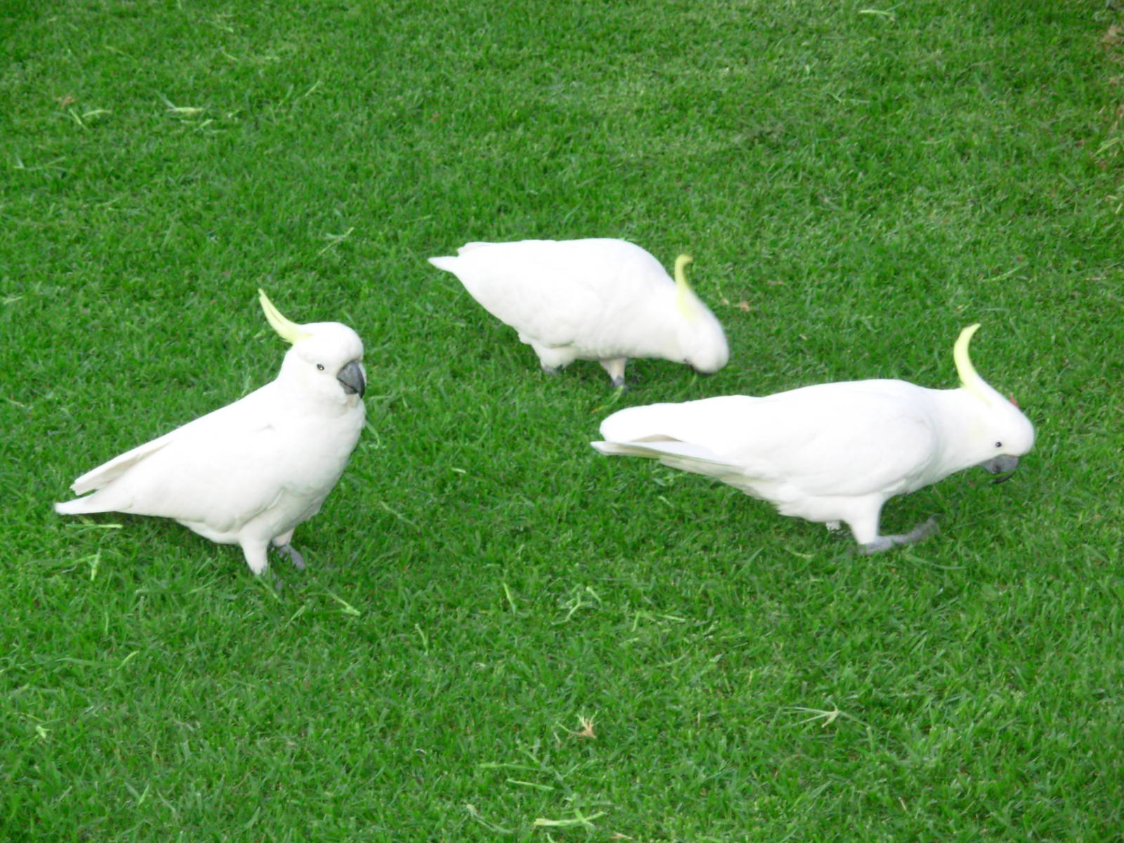 Cockatoos - Sydney Botanical Garden